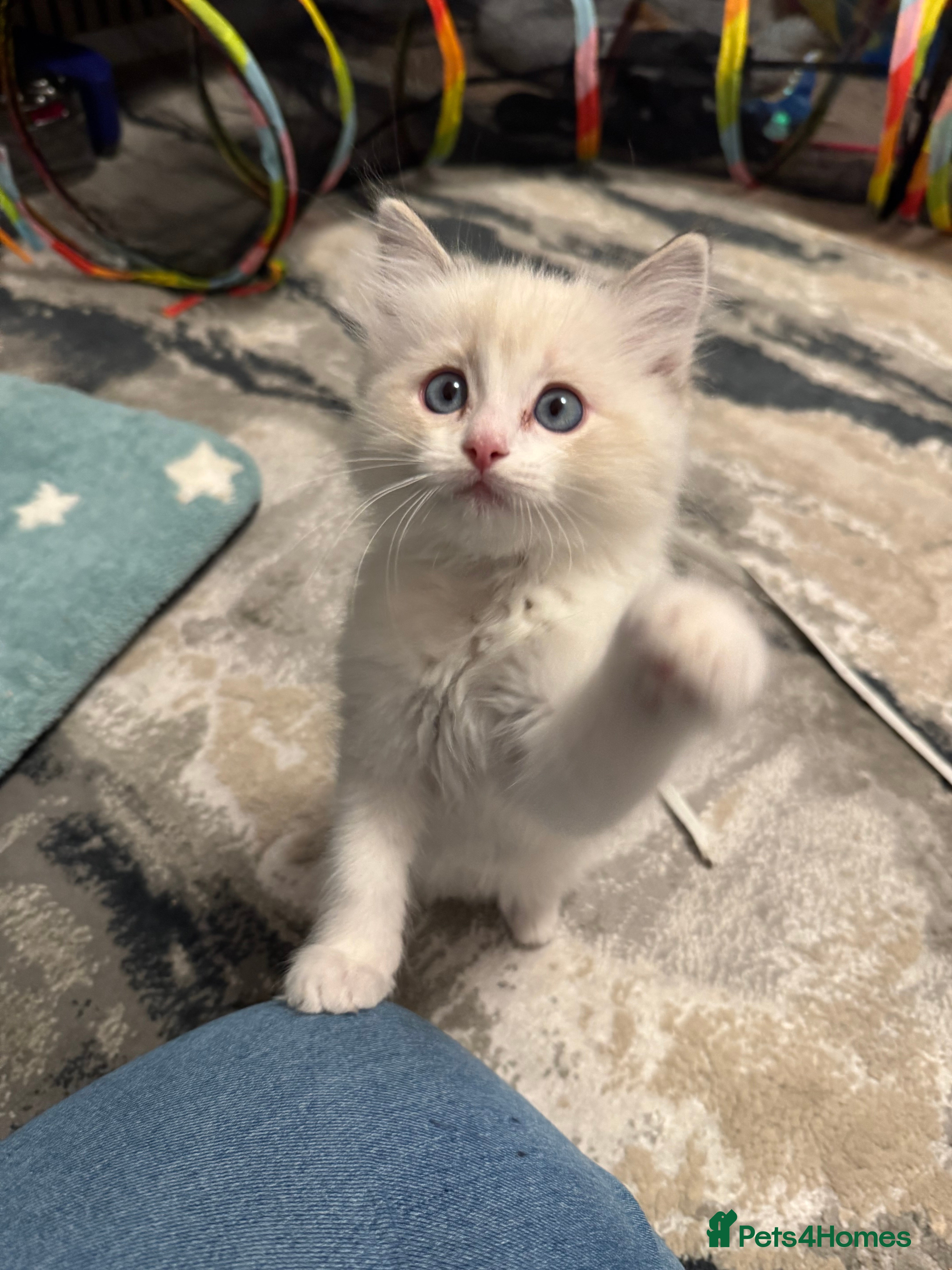 Ragdoll cats Now ready to leave – Blue Point– TICA Registered - Advert 9