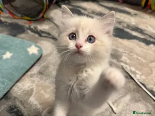 Ragdoll cats Now ready to leave – Blue Point– TICA Registered - Advert 9