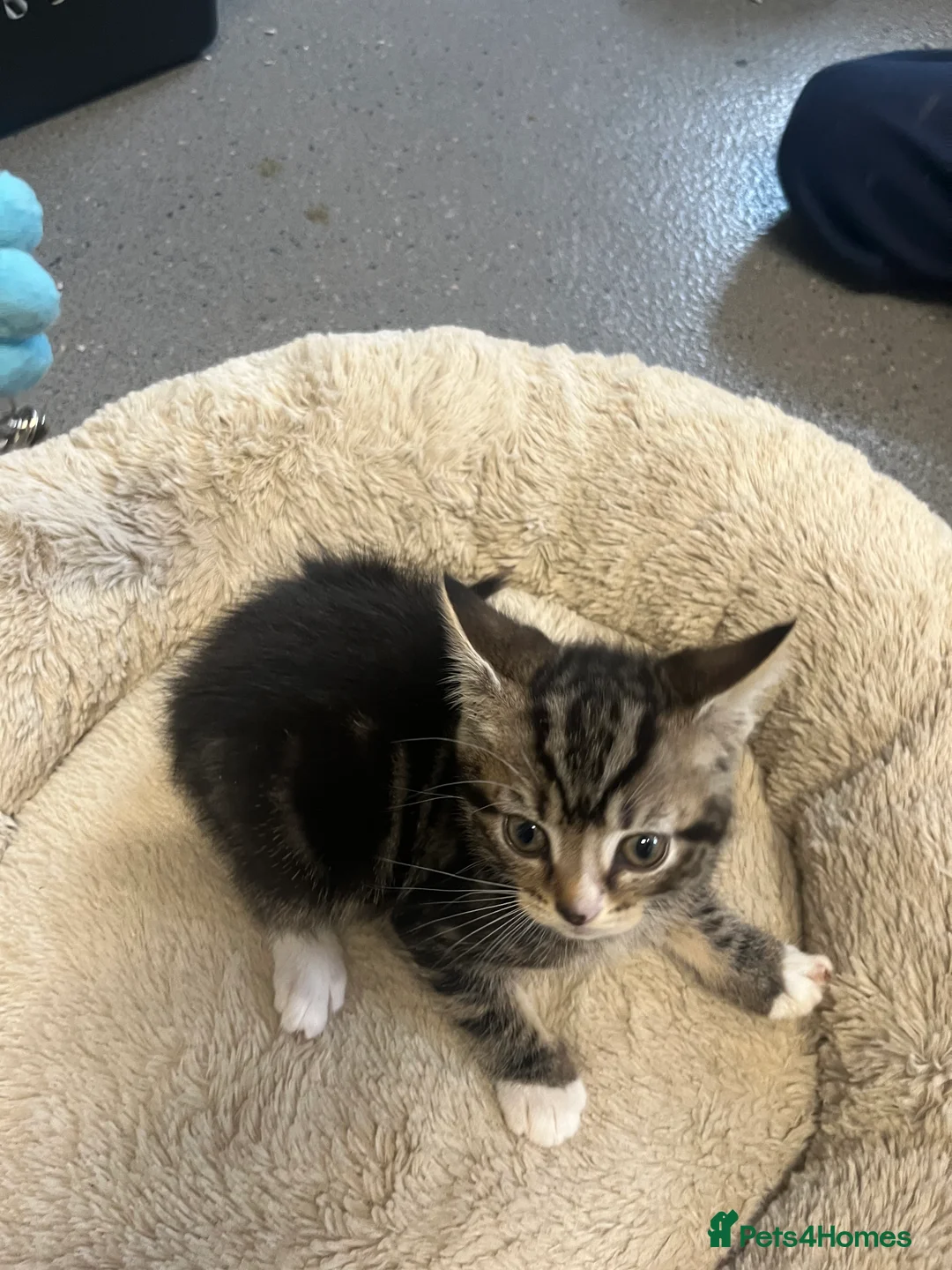 Mixed Breed cats for sale: Stunning 7 week old Mixed Breed Male Tabby Kittens - Advert 9