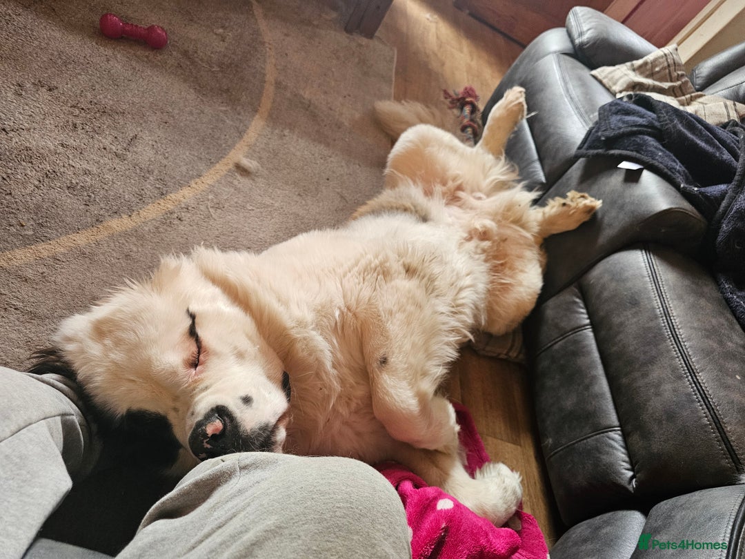 Saint Bernard dogs for sale: Saint burnard for sale  - Image 4