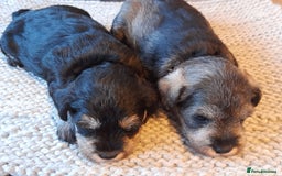Miniature Schnauzer dogs for sale: Rockybobs Miniature Schnauzers  - Image 3