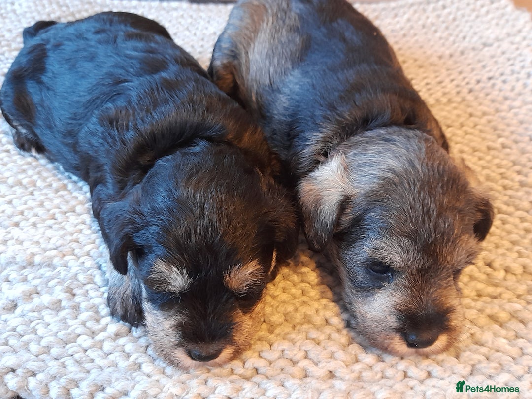 Miniature Schnauzer dogs for sale: Rockybobs Miniature Schnauzers  - Image 3