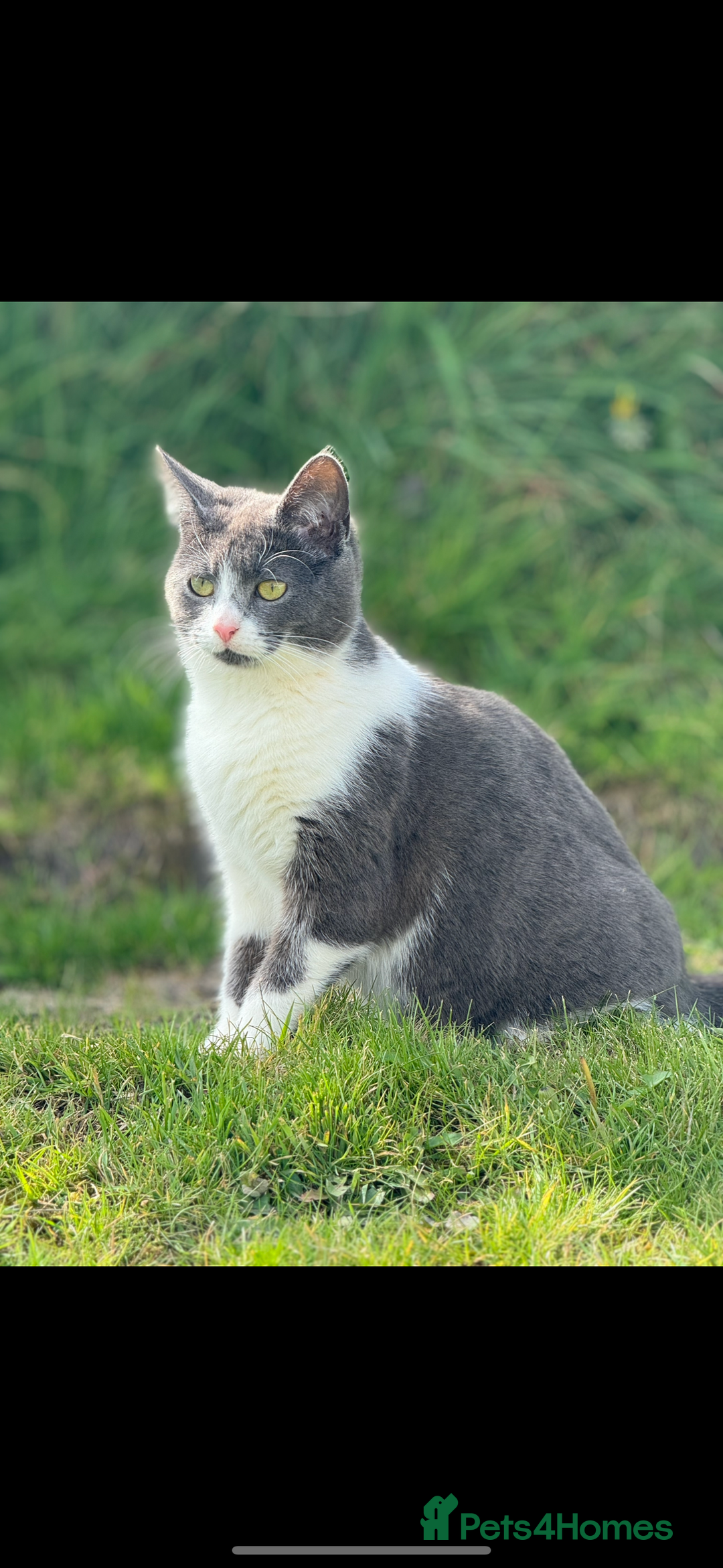 Mixed Breed cats for sale: Beautiful kittens For sale  - Image 20