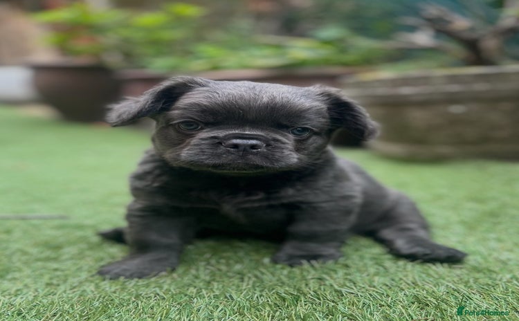 French Bulldog dogs - Advert 7