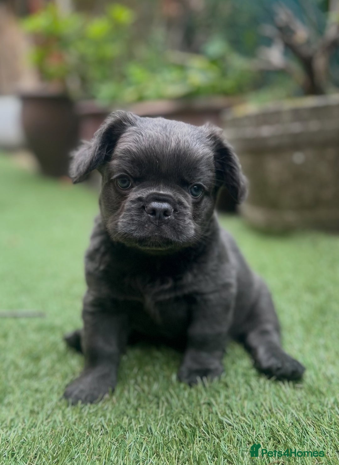 French Bulldog dogs for sale: Fluffy French bulldog - Image 1