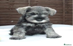 Miniature Schnauzer dogs for sale: Stunning Miniature Schnauzer Puppies - Image 2