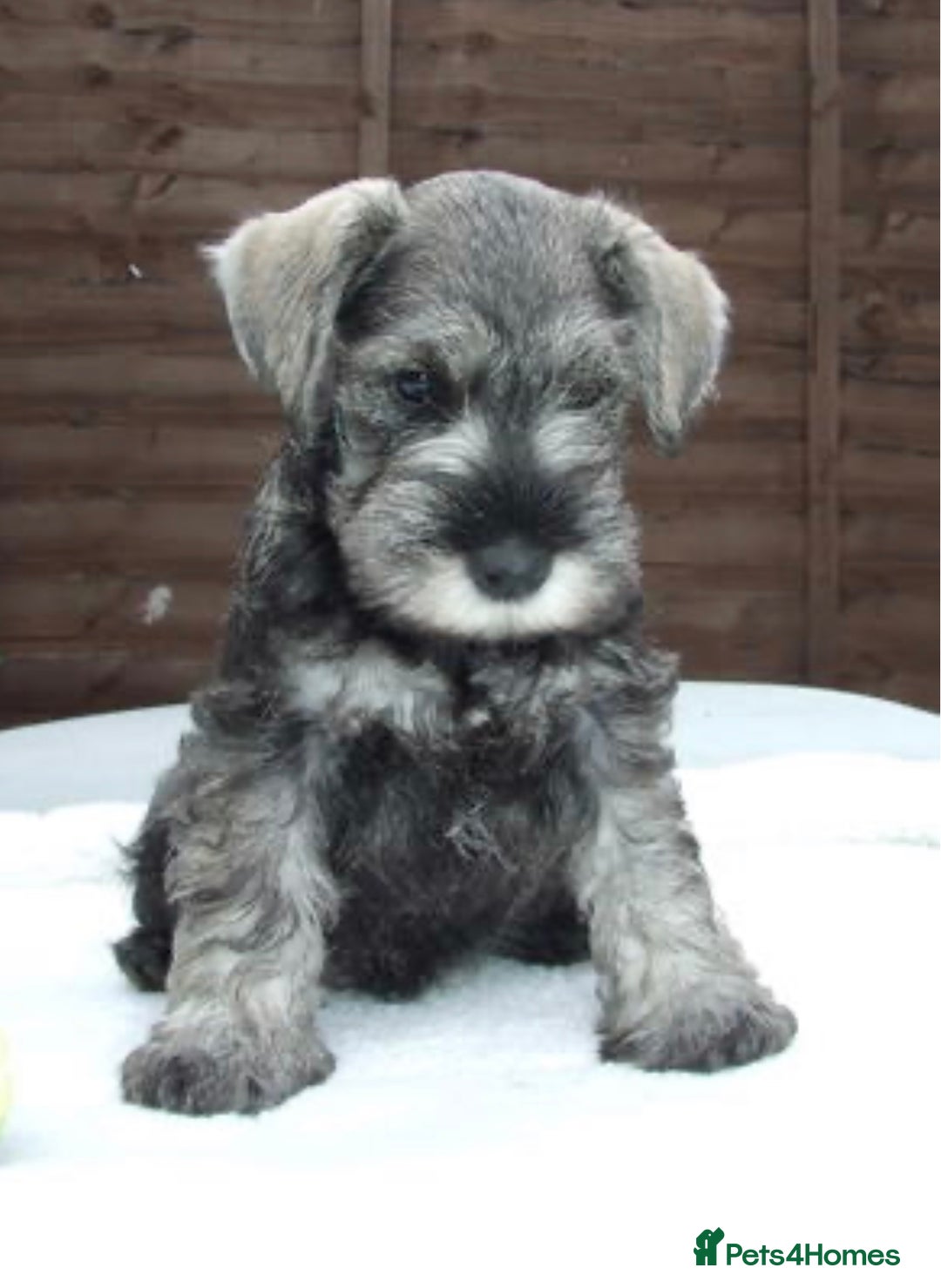 Miniature Schnauzer dogs for sale: Stunning Miniature Schnauzer Puppies - Image 2