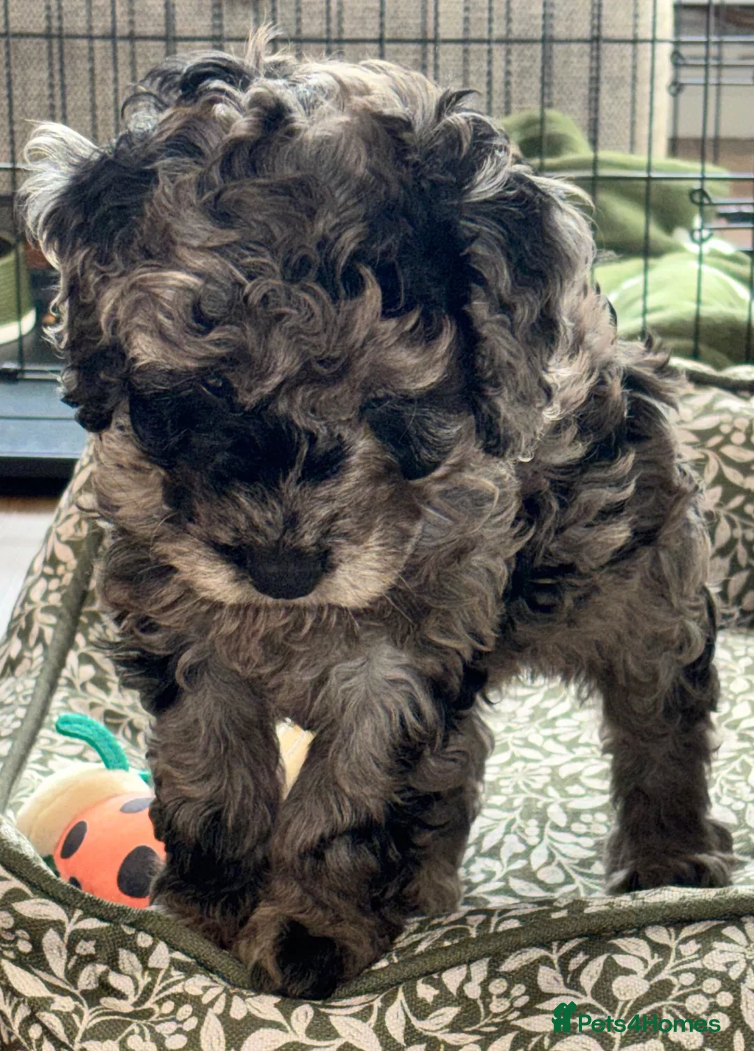 Cockapoo dogs for sale: Gorgeous Blue Merle Cockapoo Boy in Warrington - Advert 1