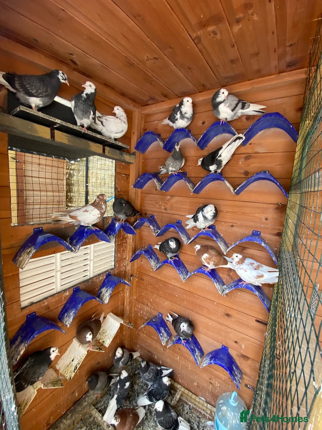 Pigeons birds for sale: Birmingham Rollers  - Advert 4