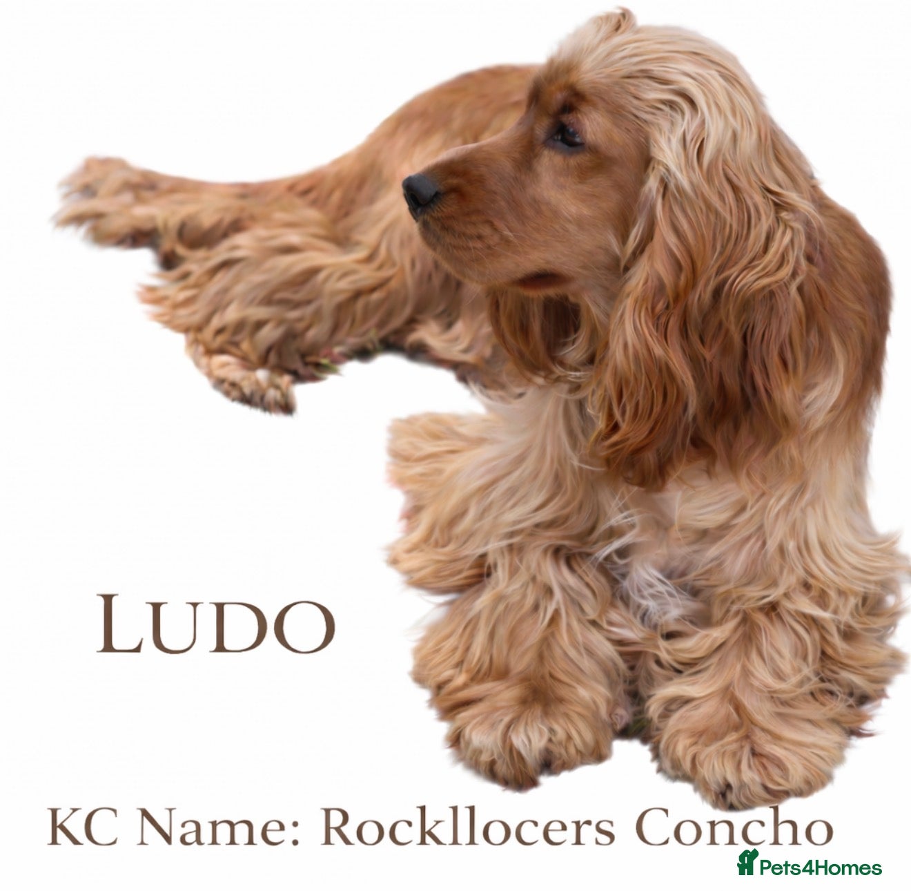 KC Name: Rockllocers Concho   Call Name: Ludo