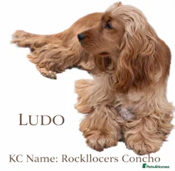 KC Name: Rockllocers Concho Call Name: Ludo