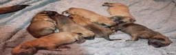 Belgian Shepherd Dog dogs for stud: Proven Malinois Stud – Police Service Bloodline - Advert 5