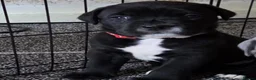 Cane Corso dogs for sale: 8 Beautiful Cane Corso Pups - Advert 21
