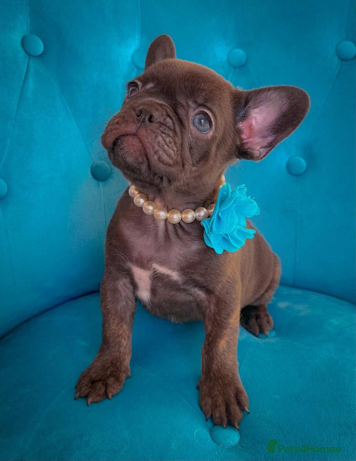 French Bulldog dogs 🌸BEAUTIFUL CHOCOLATE GIRL READY TO GO🌸 - Advert 6