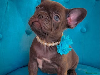 French Bulldog dogs 🌸BEAUTIFUL CHOCOLATE GIRL READY TO GO🌸 - Advert 6