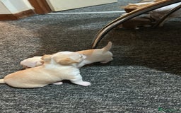 Chihuahua dogs for sale: Puppy  - Image 21