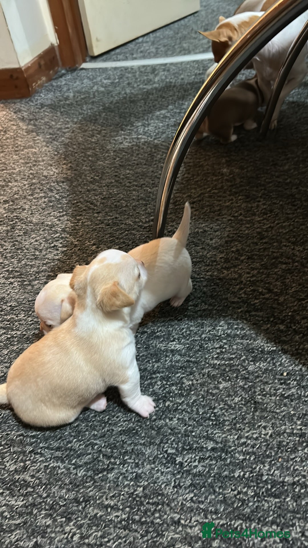 Chihuahua dogs for sale: Puppy  - Image 21