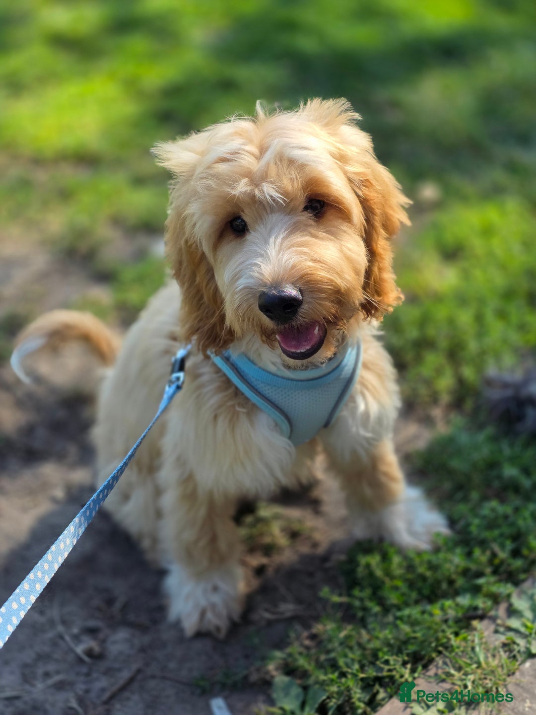 Cockapoo dogs for sale: 7 month old Benson  - Advert 1