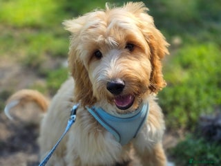 Cockapoo dogs 7 month old Benson - Advert 10