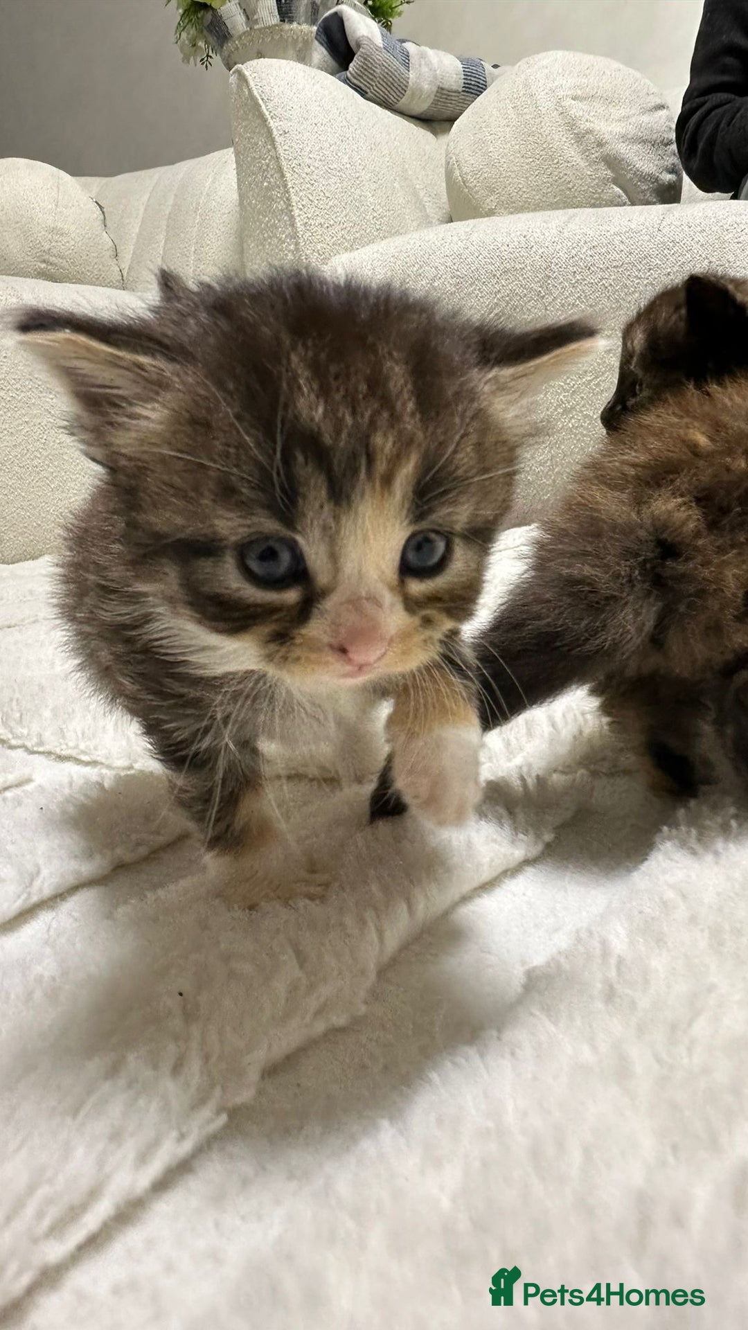 Mixed Breed cats for sale: Kitten  - Advert 4