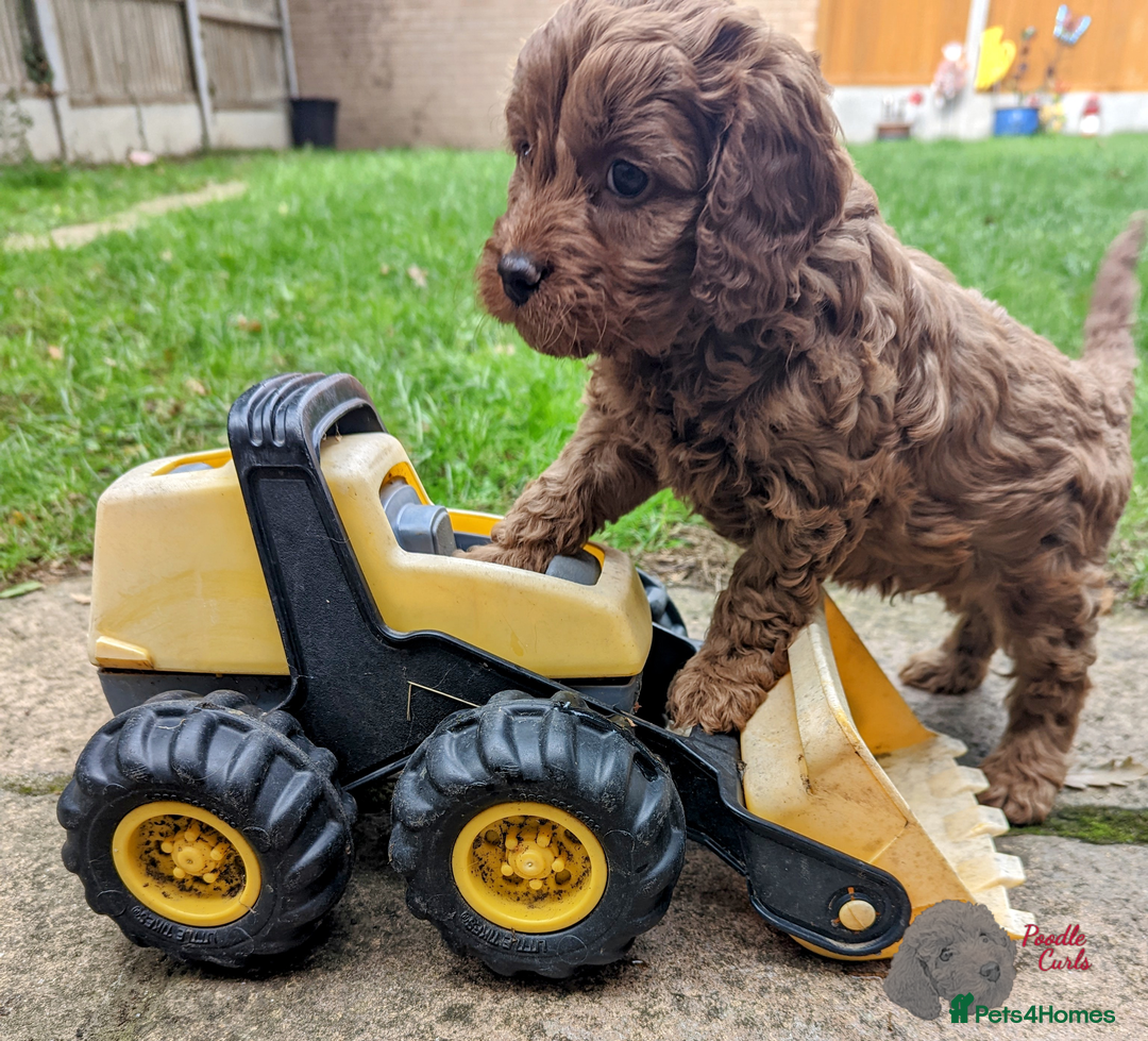 Cavapoo dogs for sale: Waiting List now open - DARK RED PREMIUM QUALITY - Image 25