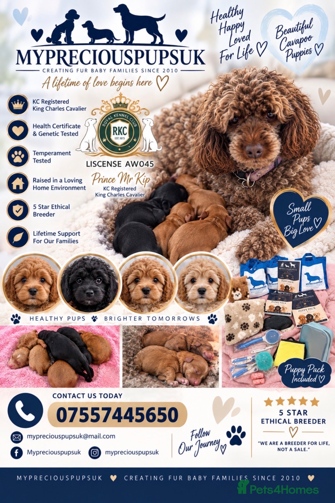 Cavapoo dogs F1 health tested mini cavapoos  - Advert 1