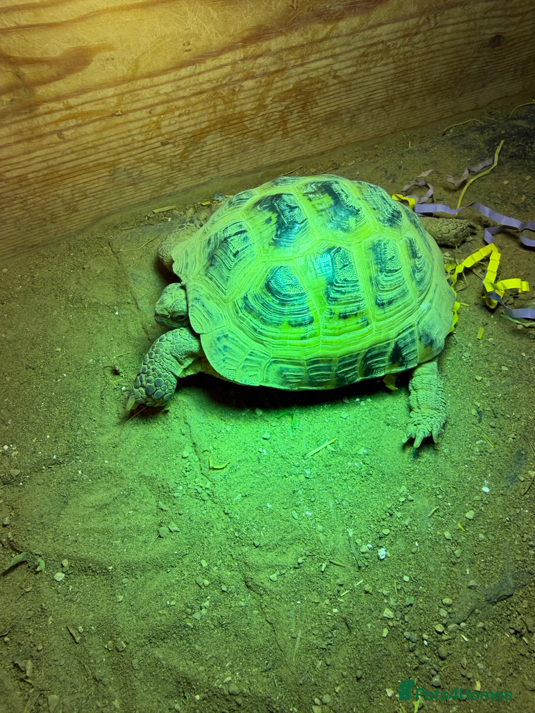 Tortoise reptiles for sale: 4 year old male horsefield tortoise  in Newcastle upon Tyne - Advert 2