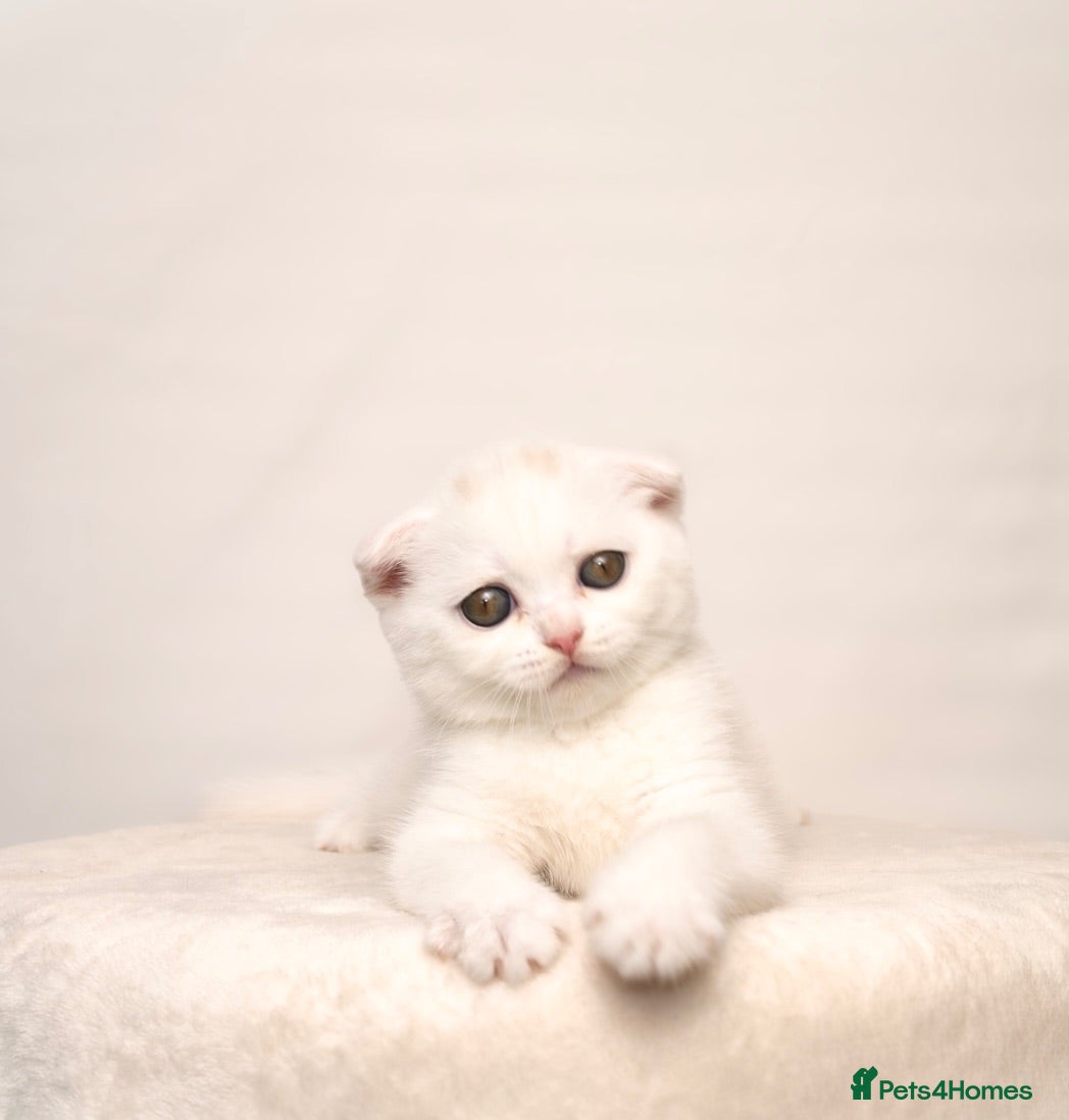 Scottish Fold cats White Pure Sottish Fold kitten💗 - £600  - Advert 2