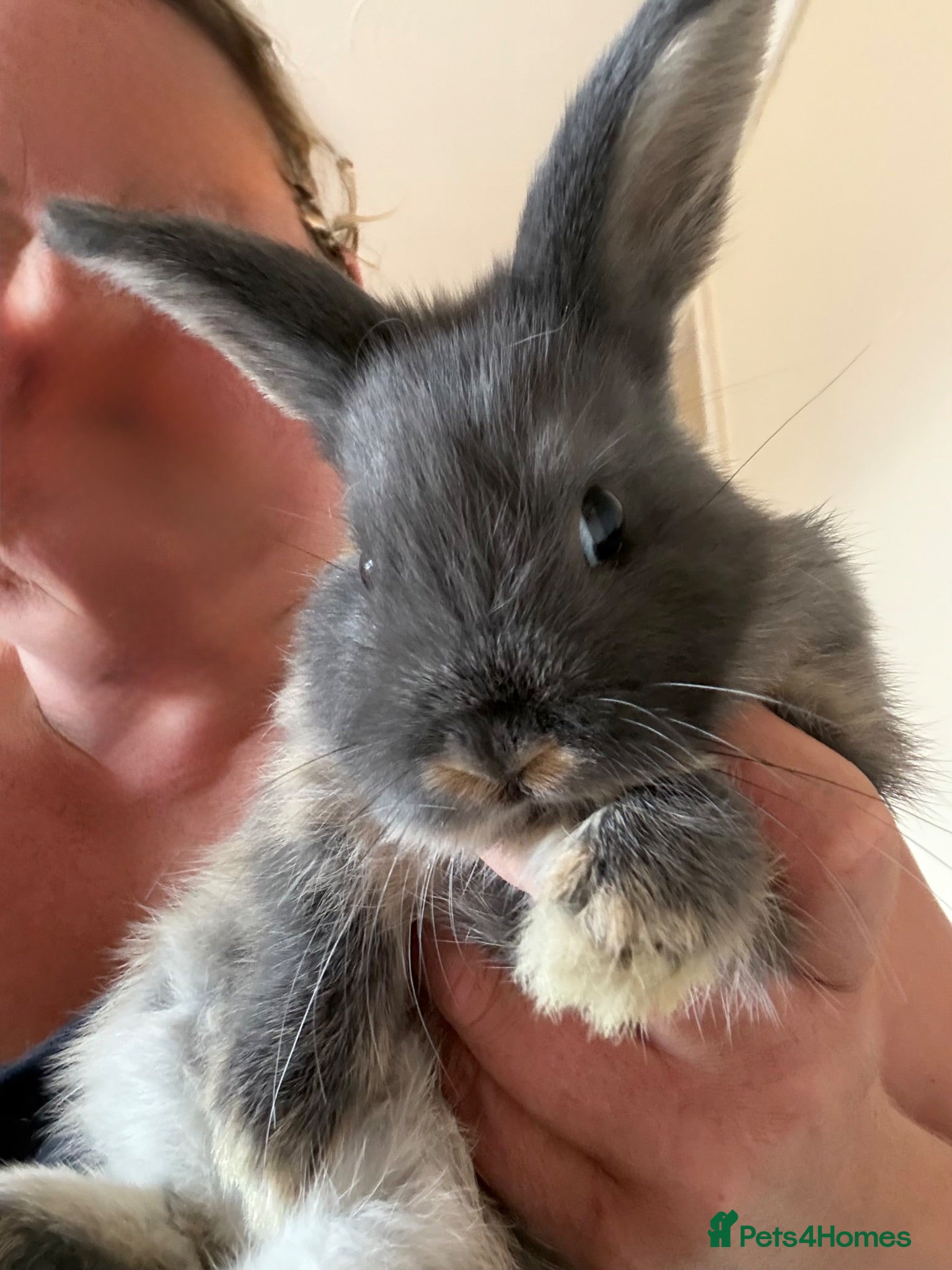 Netherland Dwarf rabbits Gorgeous Netherland Dwarf mix breed - Advert 7