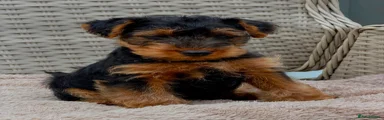 Welsh Terrier 2