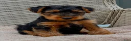 Welsh Terrier dogs for sale: Top quality Welsh terrier puppies  - Advert 2