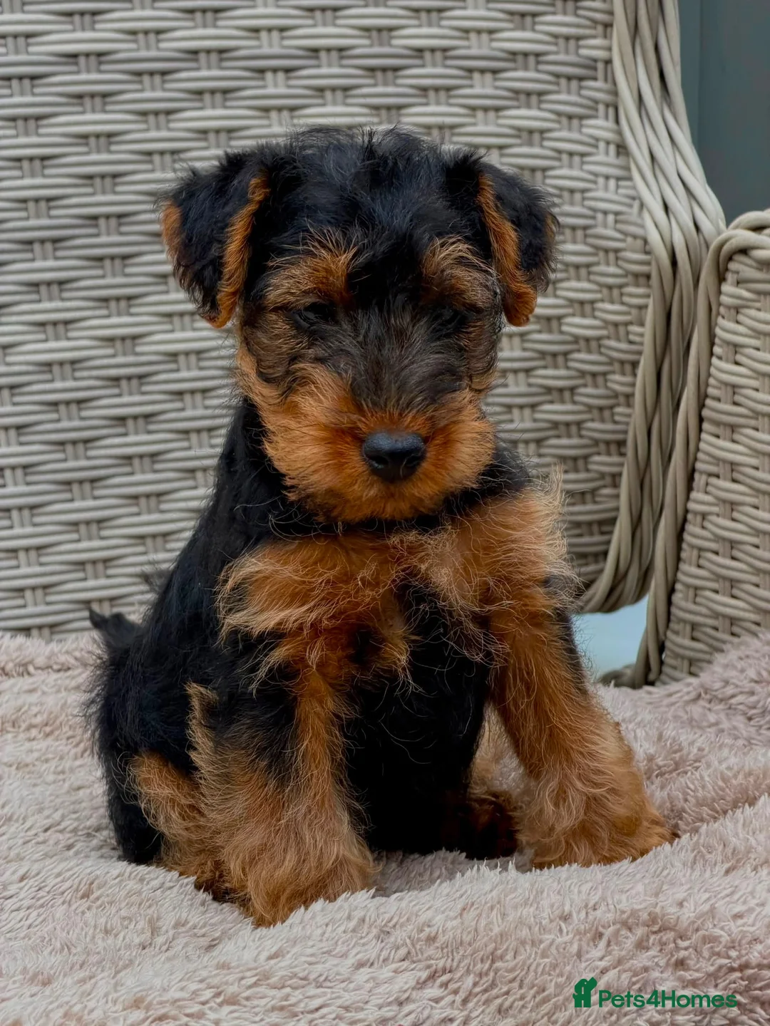 Welsh Terrier dogs for sale: Top quality Welsh terrier puppies  - Advert 2
