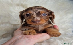 Miniature Dachshund dogs for sale: KC PRA clear Miniature dachshund puppies  - Image 10