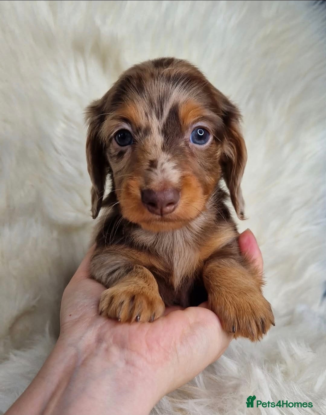 Miniature Dachshund dogs for sale: KC PRA clear Miniature dachshund puppies  - Image 10