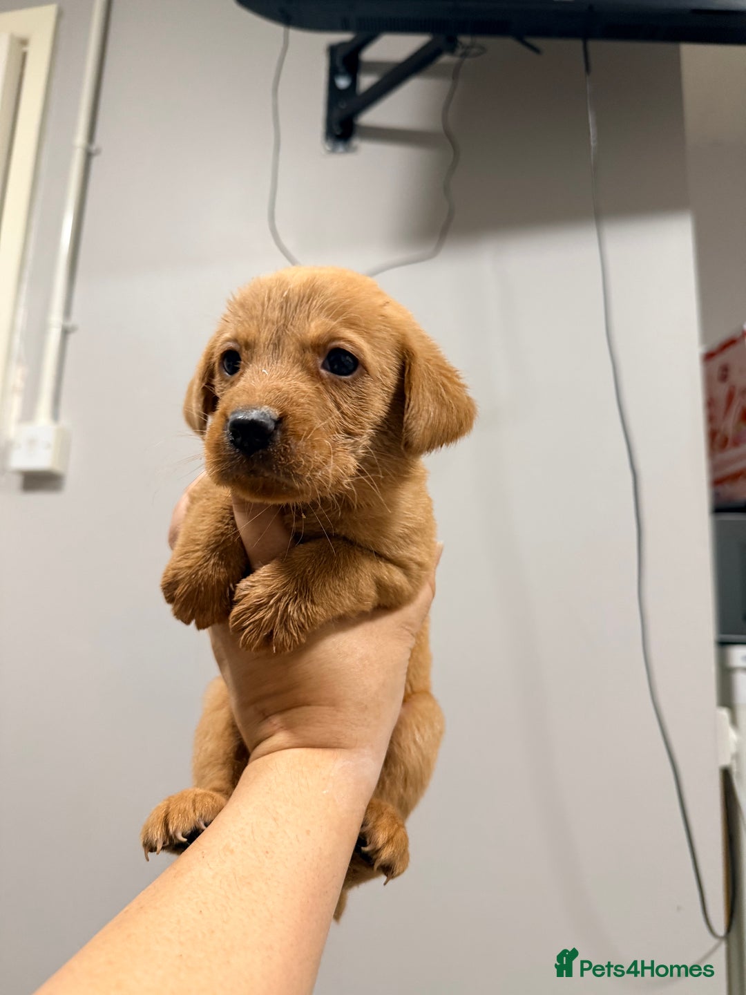 Labrador Retriever dogs for sale: Beautiful, fox red labradors - Advert 27