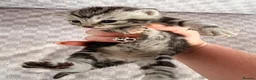 Bengal cats for sale: Grey tabby/bengal - Advert 11