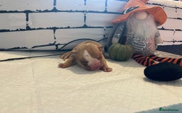 English Bulldog dogs for sale: Litter of 8  - Image 26