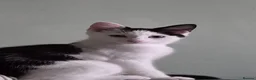 Mixed Breed cats for sale: Kitten needing forever home  in Birmingham - Advert 9