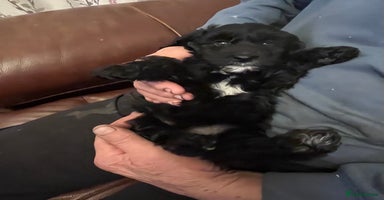 Bordoodle dogs BORDOODLE puppies DNA screened  - Advert 8