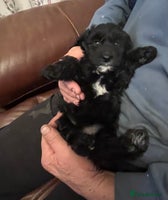 Bordoodle dogs BORDOODLE puppies DNA screened - Advert 2