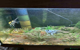 Angelfish fish for sale: Juwel 180 litre Fish tank for sale - Image 2