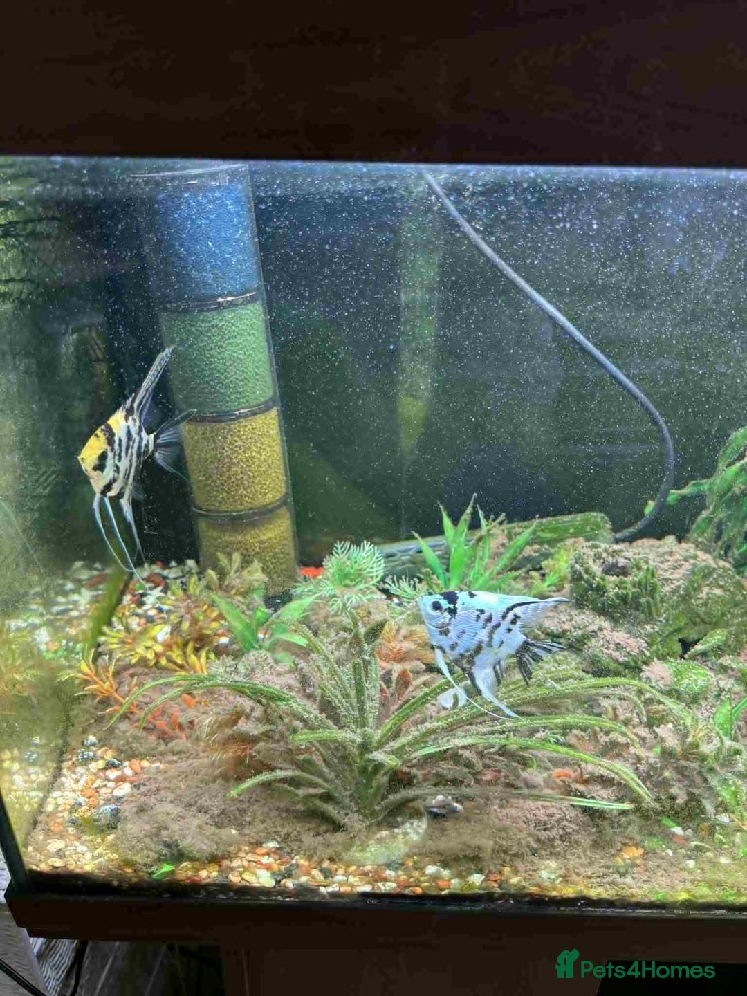 Angelfish fish for sale: Juwel 180 litre Fish tank for sale - Image 2