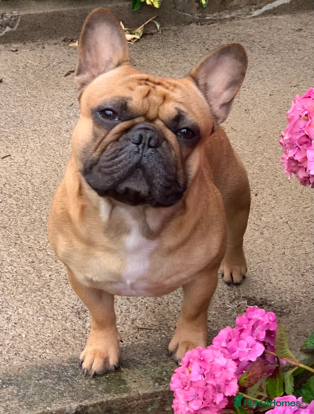 French Bulldog dogs for stud: Red fawn Dicar sired silver health tested in Edinburgh - Advert 10
