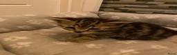 Mixed Breed cats for sale: Two beautiful kittens - Advert 14