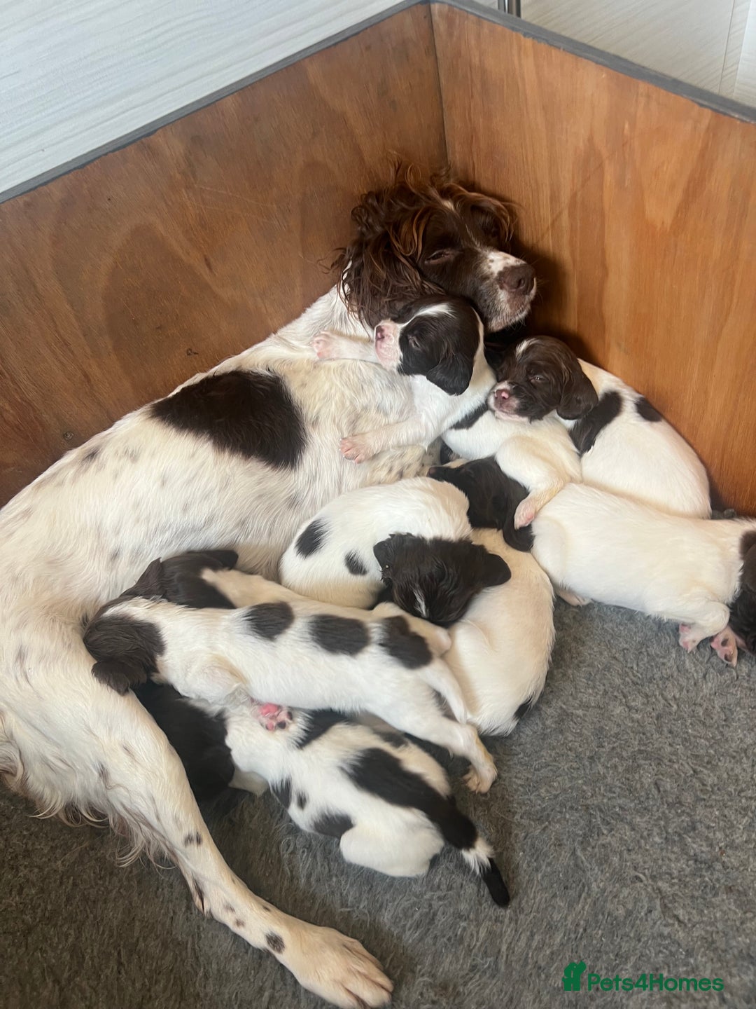 English Springer Spaniel dogs for sale: KC registered, English Springer Spaniel puppies  - Image 13