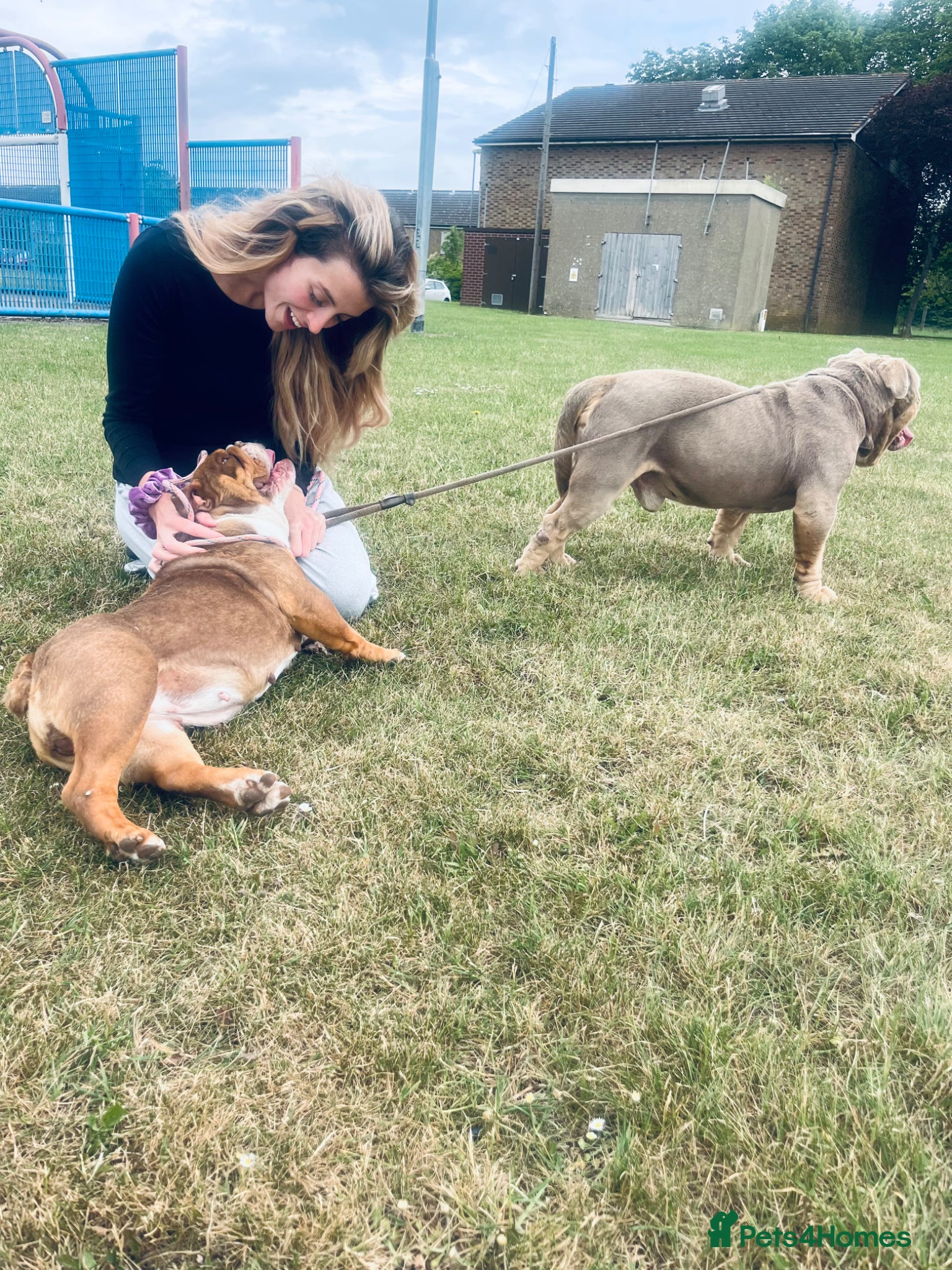 English Bulldog dogs for sale: Kruger the English bulldog - Advert 9
