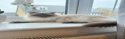 Ragdoll cats for sale: Perfect Extra Fluffy Ragdolls  in Basildon - Advert 5