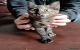 Domestic Shorthair cats for sale: Stunning kittens for sale - Image 20