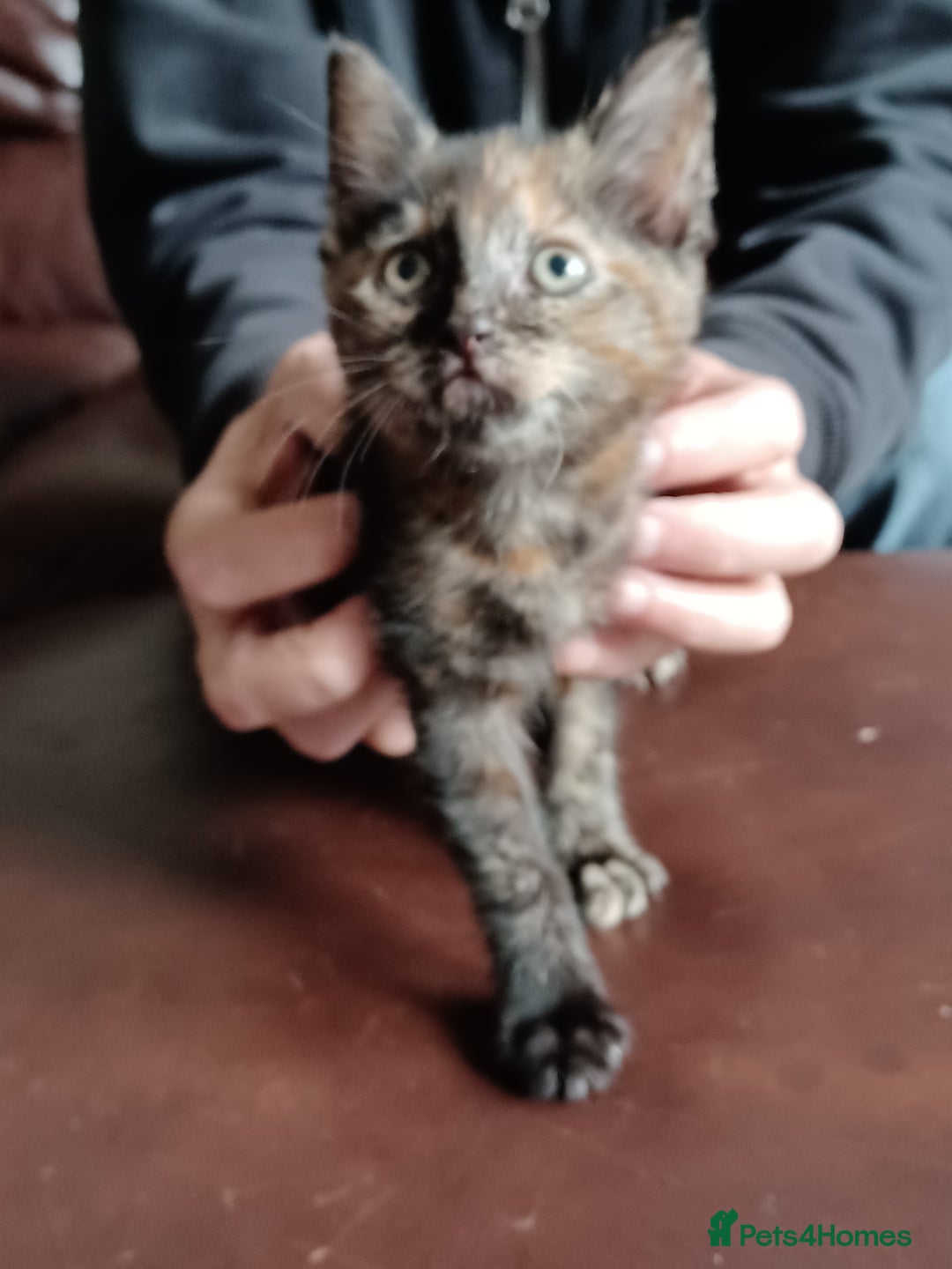 Domestic Shorthair cats for sale: Stunning kittens for sale - Image 20