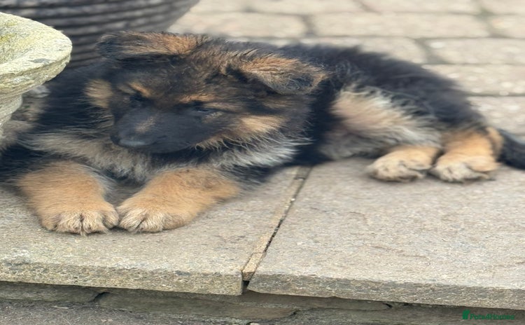 German Shepherd dogs - Advert 1